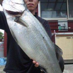 濱ノ瀬漁港でルアーゲーム、71cmのヒラスズキの強烈な引き！