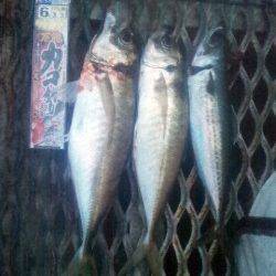 とっとパーク小島　カゴ・サビキ・フカセでアジを中心に7目釣り☆