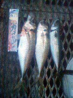 とっとパーク小島　カゴ・サビキ・フカセでアジを中心に7目釣り☆