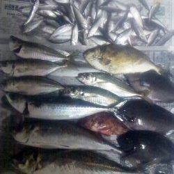 とっとパーク小島　カゴ・サビキ・フカセでアジを中心に7目釣り☆