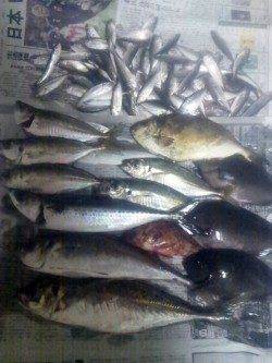 とっとパーク小島　カゴ・サビキ・フカセでアジを中心に7目釣り☆