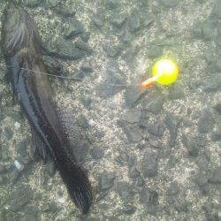 淀川河口でウキ釣りの釣果