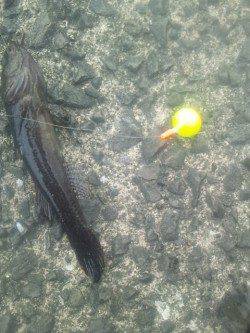 淀川河口でウキ釣りの釣果