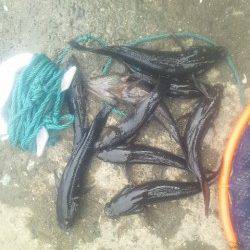 淀川河口でウキ釣りの釣果