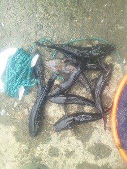 淀川河口でウキ釣りの釣果