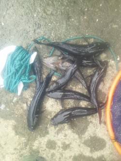 淀川河口でウキ釣りの釣果