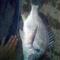 淀川河口　ウキ釣りでキビレ45cmの釣果