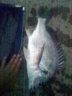 淀川河口　ウキ釣りでキビレ45cmの釣果