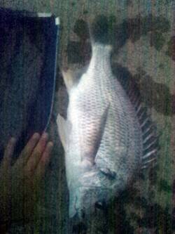 淀川河口　ウキ釣りでキビレ45cmの釣果