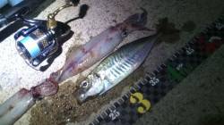 浜坂港でアジング＆エギングの釣果☆