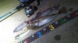 浜坂港でアジング＆エギングの釣果☆