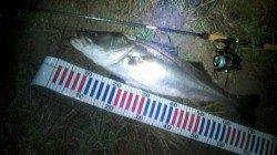 雨の降る中、円山川へシーバスを狙い！