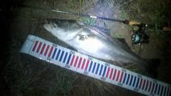 雨の降る中、円山川へシーバスを狙い！