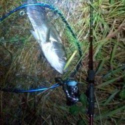 雨の降る中、円山川へシーバスを狙い！