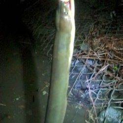 円山川へシーバスを狙い、あがってきたのは・・・