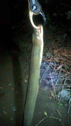 円山川へシーバスを狙い、あがってきたのは・・・