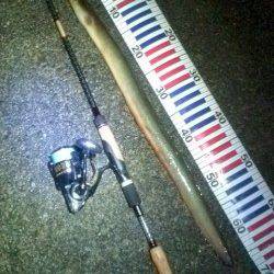 円山川へシーバスを狙い、あがってきたのは・・・