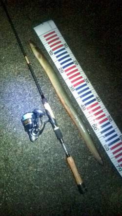 円山川へシーバスを狙い、あがってきたのは・…