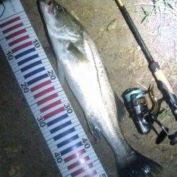 円山川のシーバス釣果５５ｃｍＧｅｔ＾＾ｖ