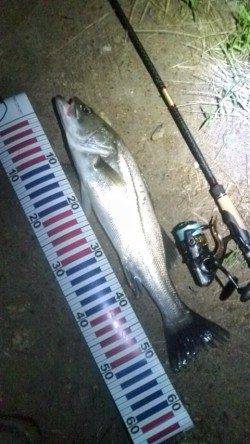 円山川のシーバス釣果５５ｃｍＧｅｔ＾＾ｖ
