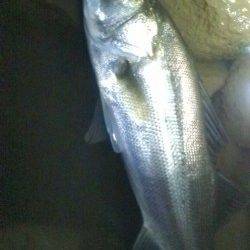 円山川のシーバス釣果５５ｃｍＧｅｔ＾＾ｖ