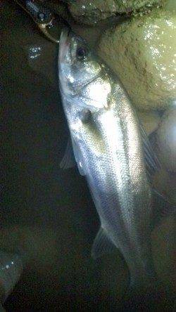 円山川のシーバス釣果５５ｃｍＧｅｔ＾＾ｖ