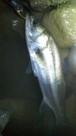 円山川のシーバス釣果５５ｃｍＧｅｔ＾＾ｖ