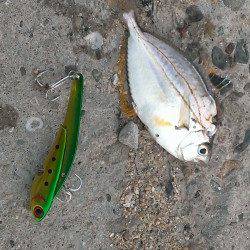 貝塚　ルアーでシーバス狙いもヒットしたのはヒイラギ