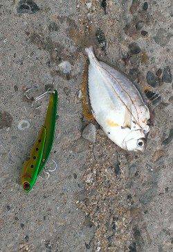 貝塚　ルアーでシーバス狙いもヒットしたのはヒイラギ