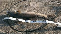 佐野漁港　朝6時から40分の釣行でシーバス…