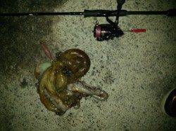 雑賀崎　エギングでアオリ狙いもタコ1350gがヒット♪