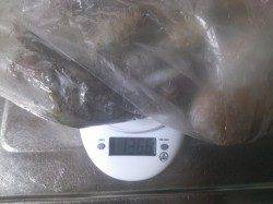 雑賀崎　エギングでアオリ狙いもタコ1350gがヒット♪