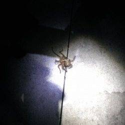 雑賀崎でエギング、タコが釣れました。