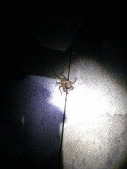 雑賀崎でエギング、タコが釣れました。