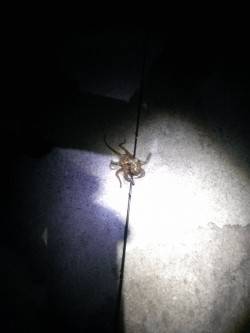 雑賀崎でエギング、タコが釣れました。