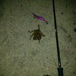 雑賀崎でエギング、タコが釣れました。