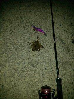 雑賀崎でエギング、タコが釣れました。