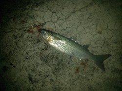 台風後の見草漁港でカゴ釣り〜チヌとボラ〜