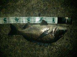 台風後の見草漁港でカゴ釣り〜チヌとボラ〜