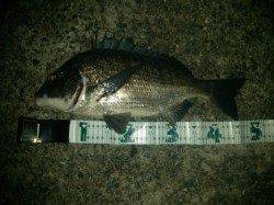 台風後の見草漁港でカゴ釣り〜チヌとボラ〜