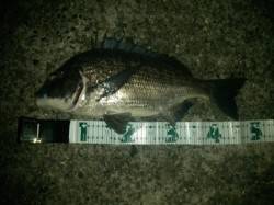 台風後の見草漁港でカゴ釣り〜チヌとボラ〜