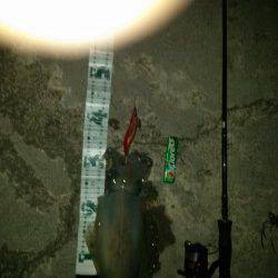 堺・一本松漁港、釣り場に着いて１投目でアオリヒット！