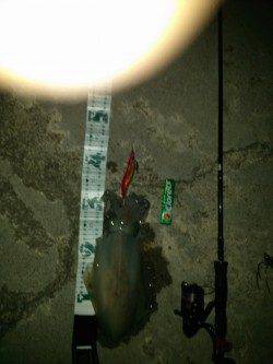 堺・一本松漁港、釣り場に着いて１投目でアオリヒット！