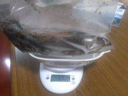 堺・一本松漁港、釣り場に着いて１投目でアオリヒット！