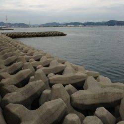 妻鹿（白浜）漁港でデイエギング、3.5号のエギで釣れたのは・・・