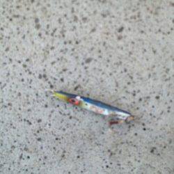 汐見埠頭でショアジギング、中層ジャークがききました