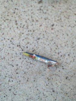 汐見埠頭でショアジギング、中層ジャークがききました