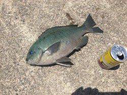 上瀬　風が吹く中でも紀州釣りでグレゲット☆