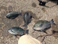 上瀬　風が吹く中でも紀州釣りでグレゲット☆