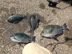 上瀬　風が吹く中でも紀州釣りでグレゲット☆…